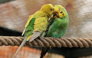 Choisir un oiseau comme animal de compagnie.