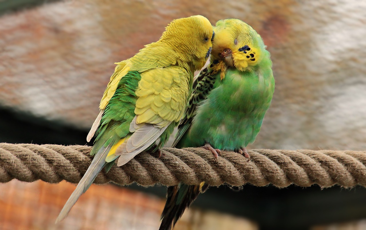 Choisir un oiseau comme animal de compagnie. 