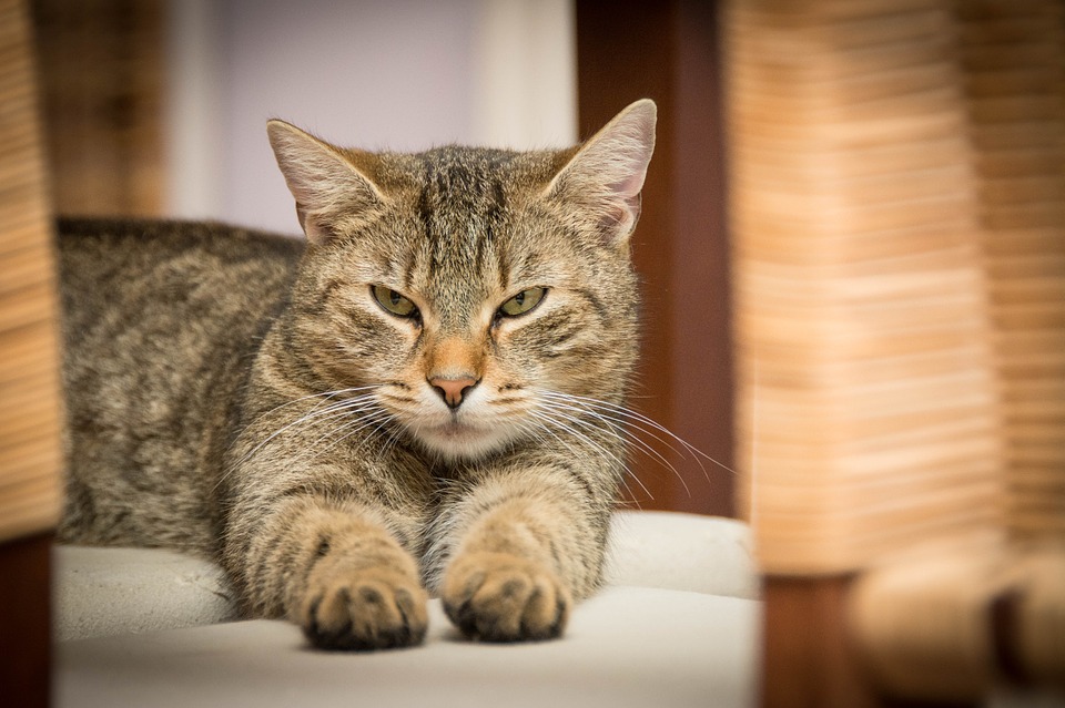 Le toilettage pour chat, comment le faire? 