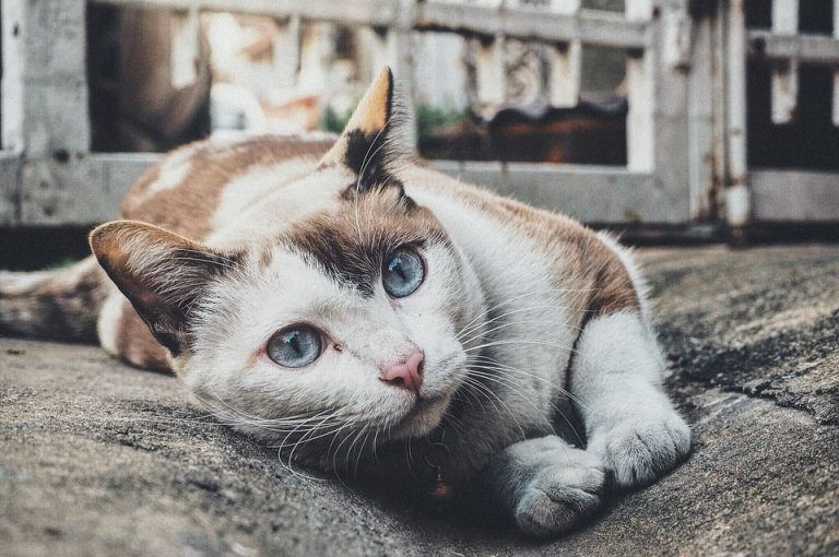 Le toilettage pour chat, comment le faire? - Codico plus